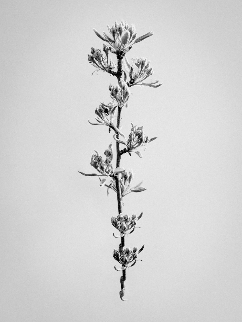 Amid the Flowers 59, 2021 (s/hvitt-bilde) av Teis Albers