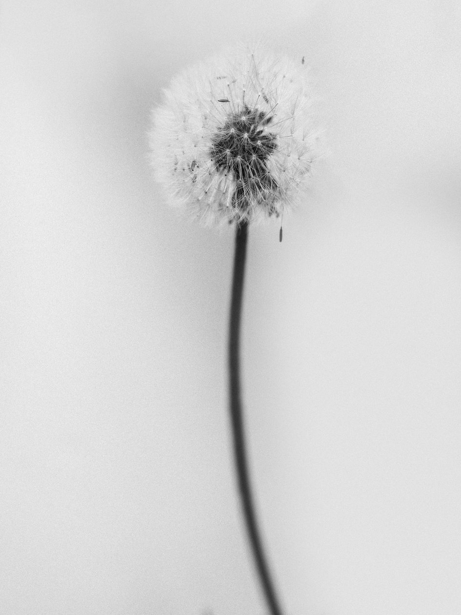 Amid the Flowers 62, 2021 (s/hvitt-bilde) av Teis Albers