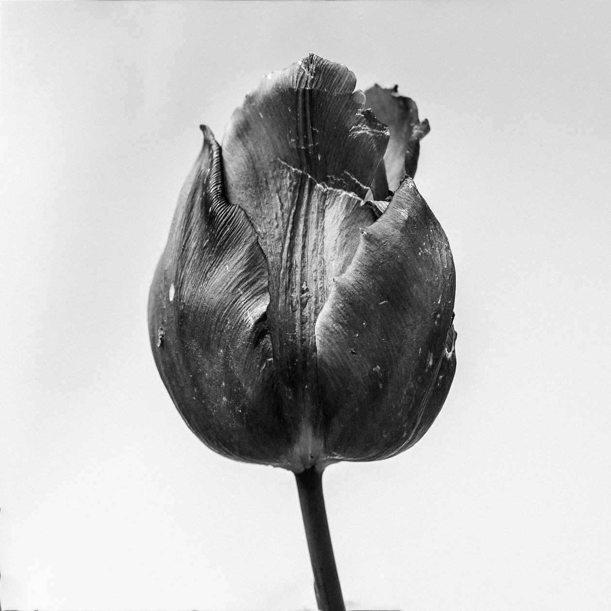 Amid the Flowers 64, 2021 (s/hvitt-bilde) av Teis Albers