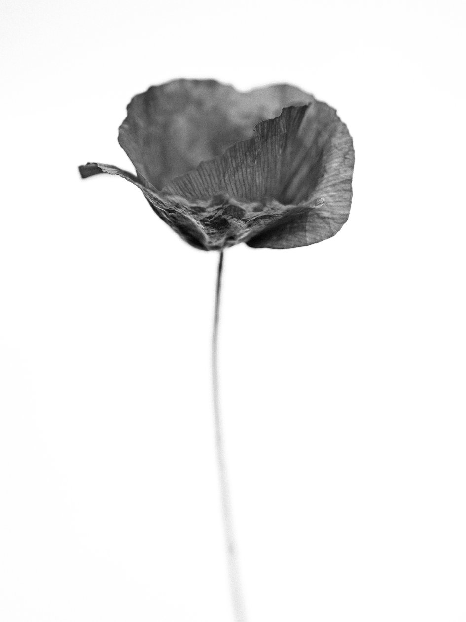 Amid the Flowers 67, 2021 (s/hvitt-bilde) av Teis Albers