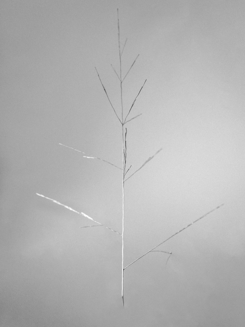 Amid the Flowers 69, 2021 (s/hvitt-bilde) av Teis Albers