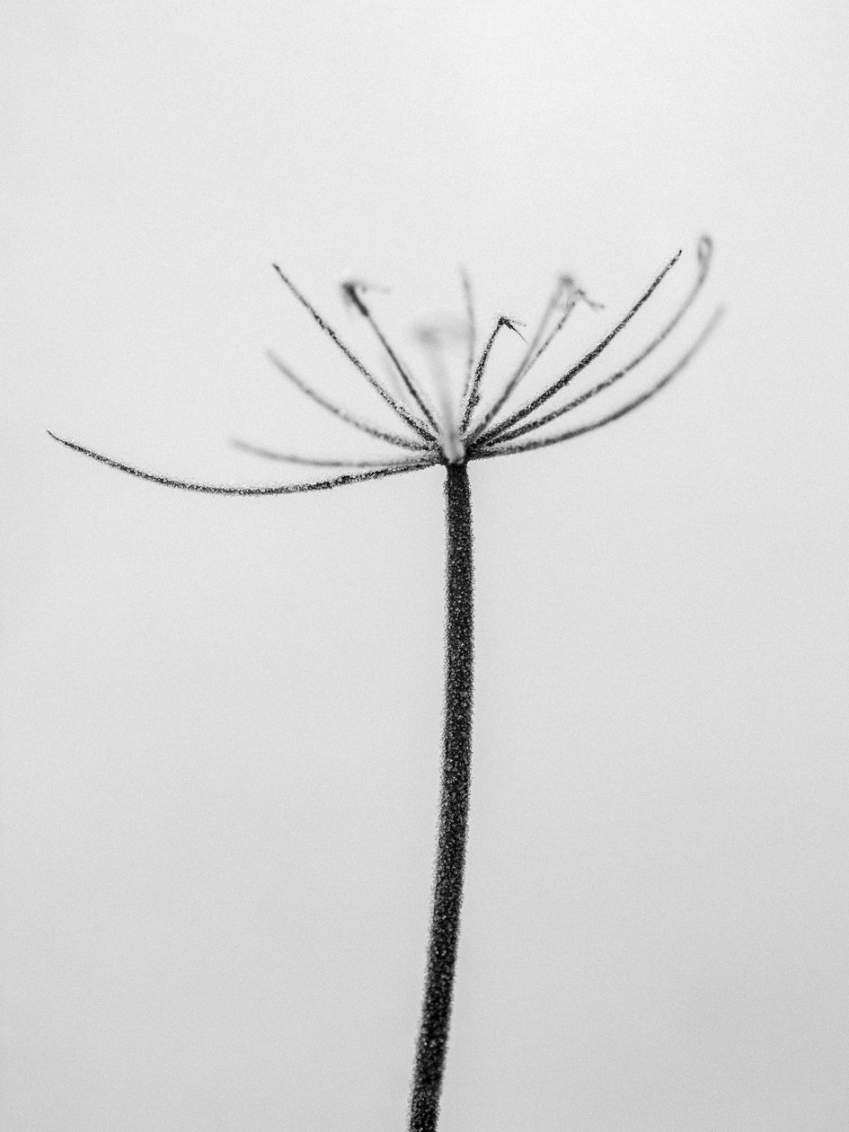 Amid the Flowers 6, 2021 (s/hvitt-bilde) av Teis Albers