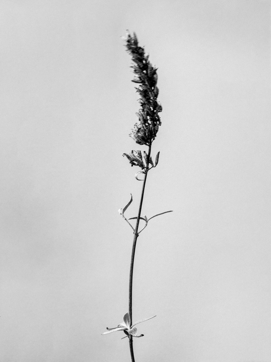 Amid the Flowers 74, 2021 (s/hvitt-bilde) av Teis Albers