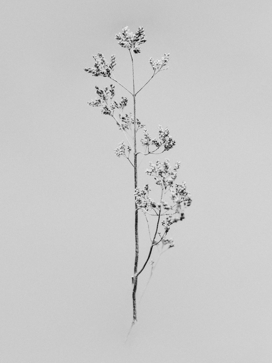 Amid the Flowers 76, 2021 (s/hvitt-bilde) av Teis Albers