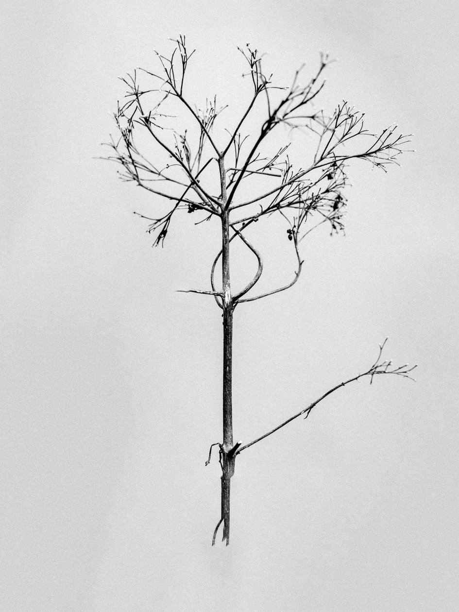 Amid the Flowers 77, 2021 (s/hvitt-bilde) av Teis Albers