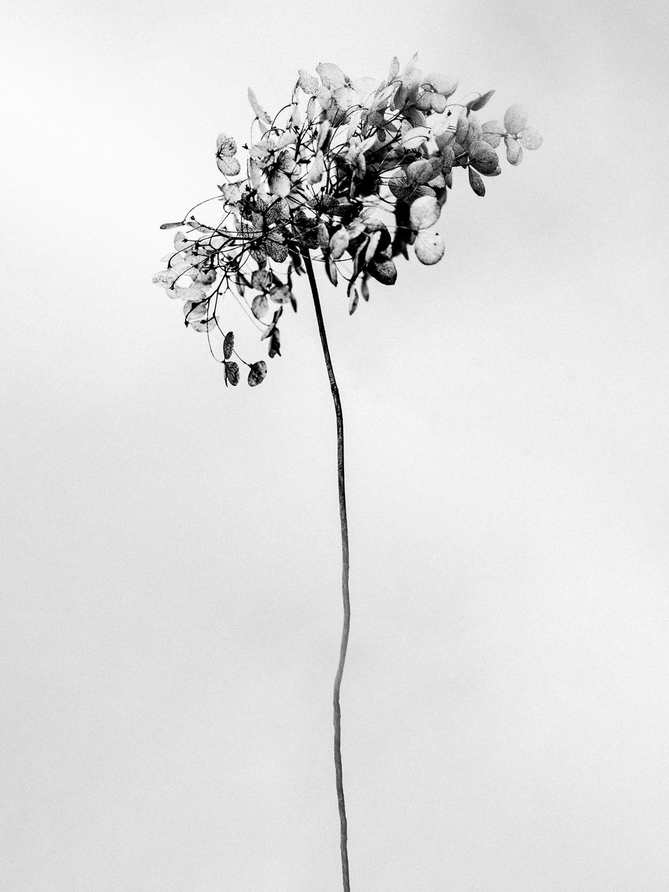 Amid the Flowers 78, 2021 (s/hvitt-bilde) av Teis Albers