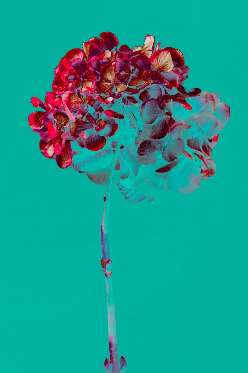 Hortensia, 2018 (bilde) av Teis Albers
