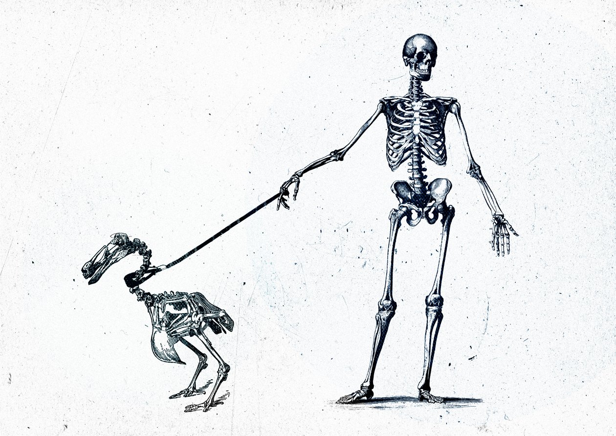 Walking my dodo, 2015 (blandet media på lerret) av Teis Albers
