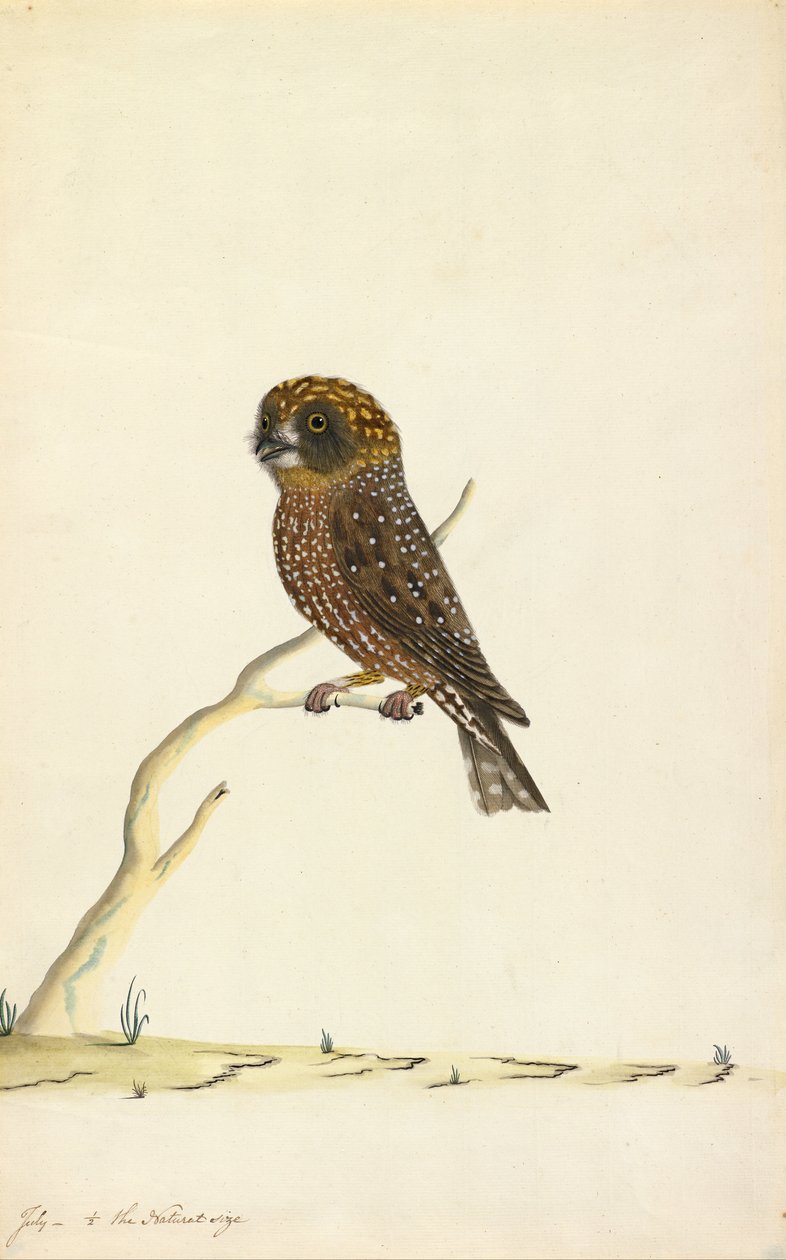 Boobook ugle av The Sydney Bird Painter