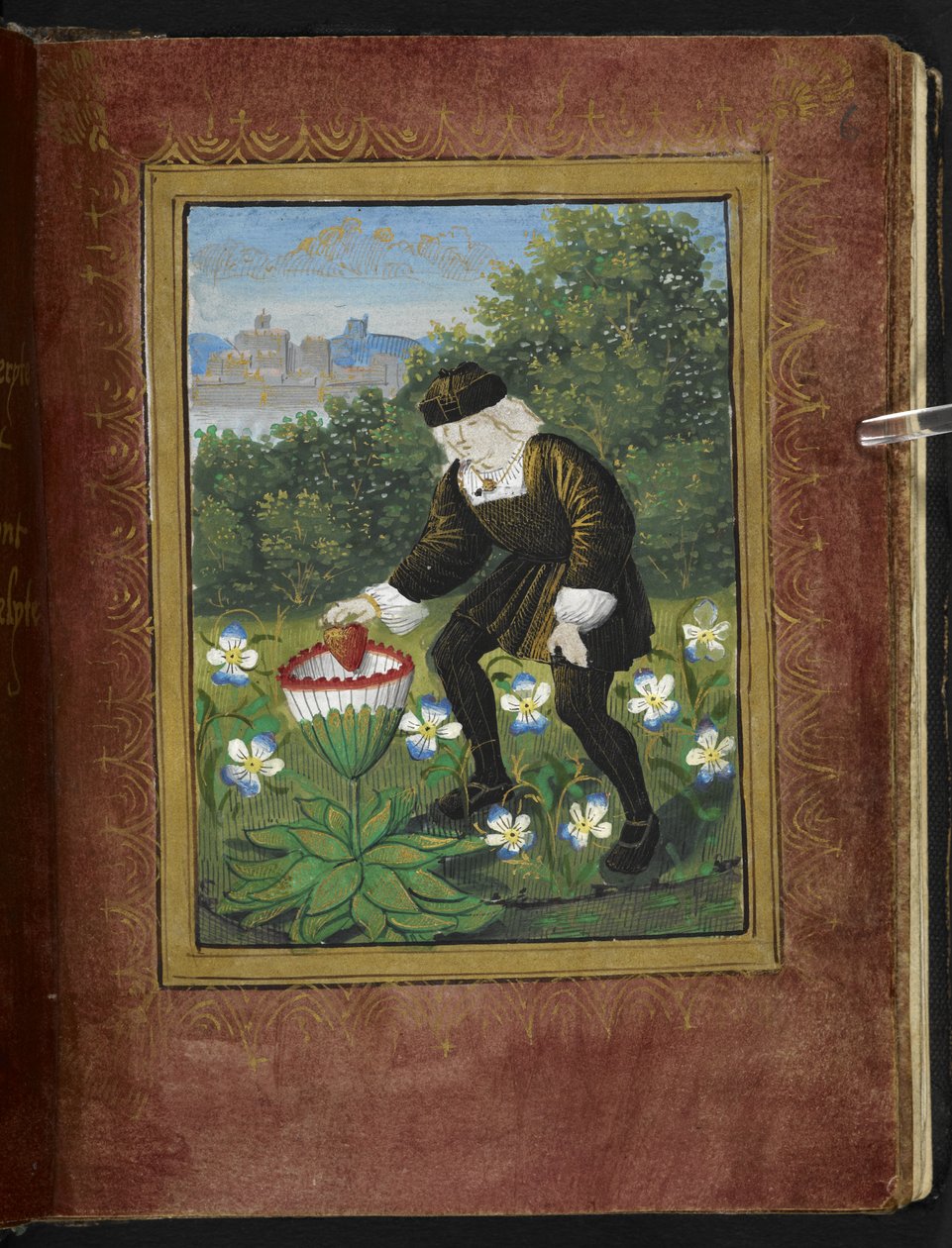 Stowe 955 f.6r Miniatyr av Pierre Sala som dropper "sitt" hjerte i en margueritt, miniatyr fra "Petit Livre d
