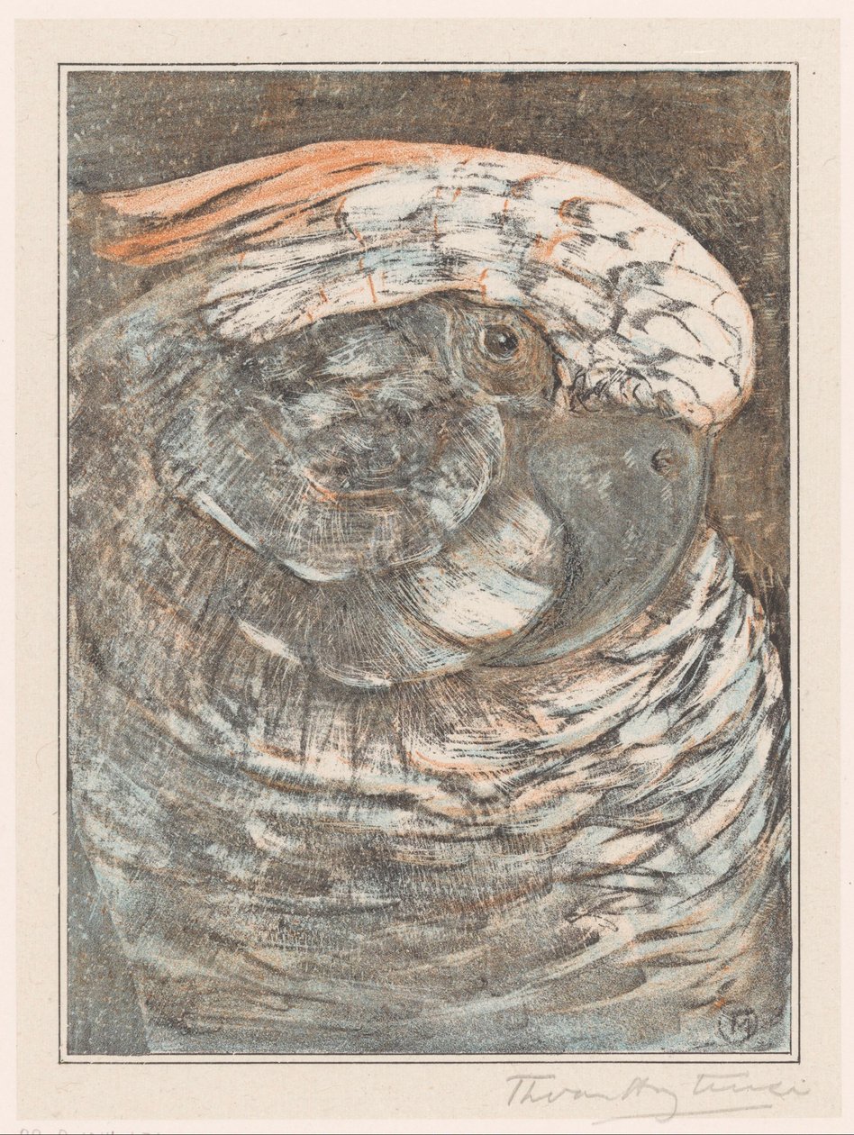Hodet til en papegøye av Theo van Hoytema (signed by artist)