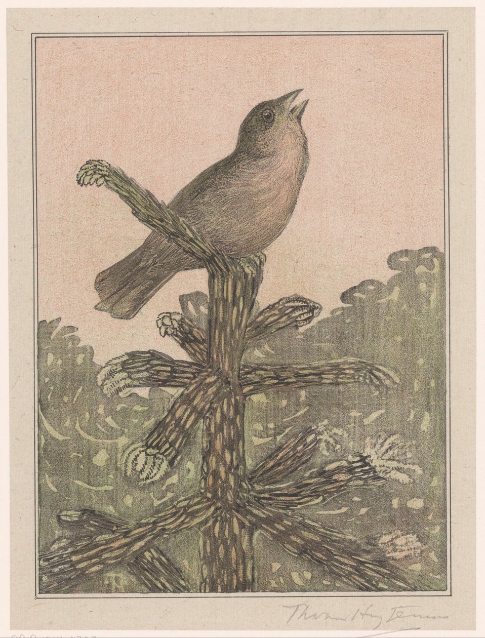 Syngende fugl på furutre av Theo van Hoytema (signed by artist)