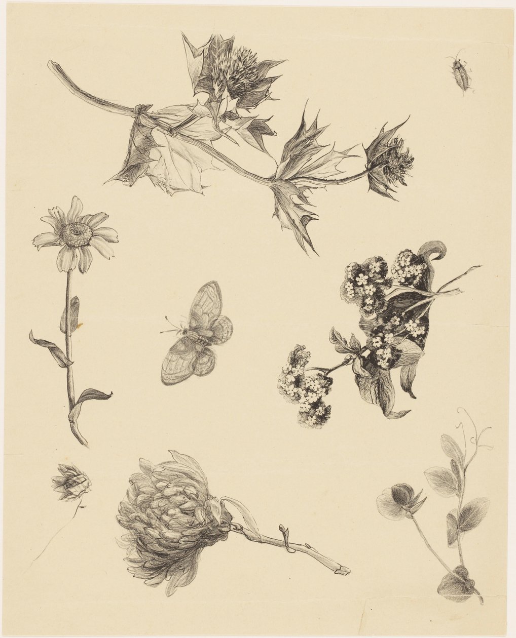 Blomster og blader av Theo van Hoytema