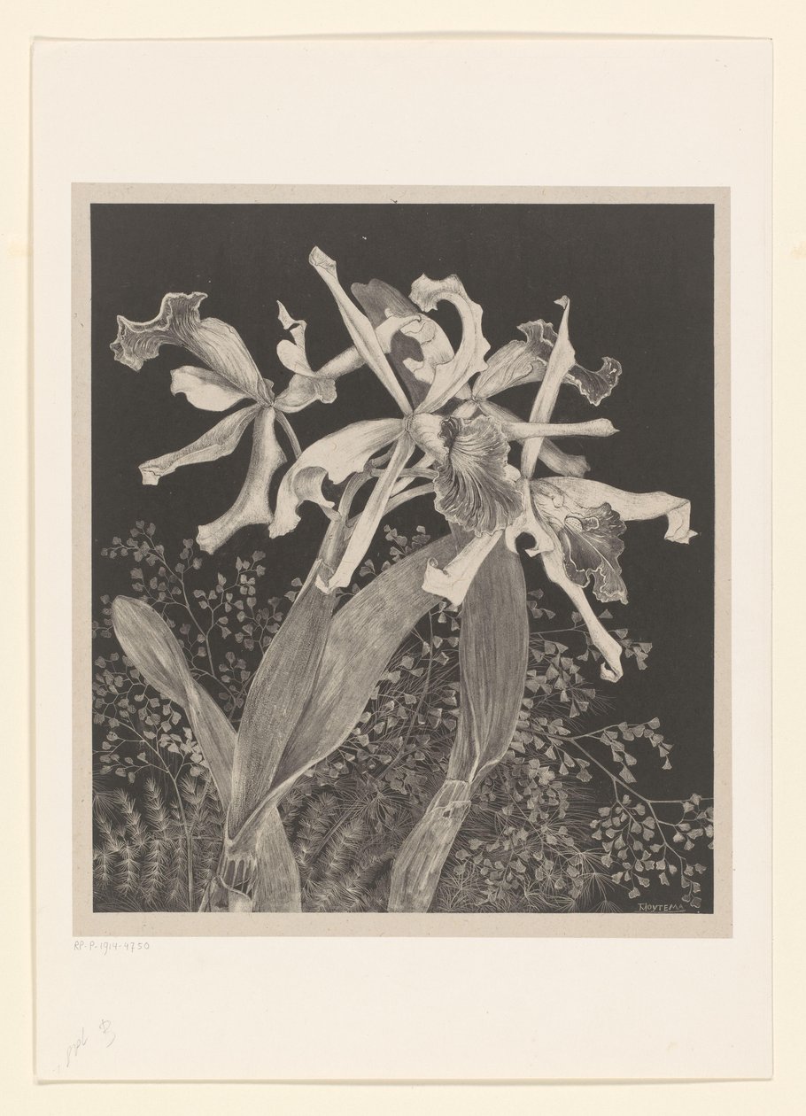 orkideer Orkideer Flower Studies (original serietittel) av Theo van Hoytema