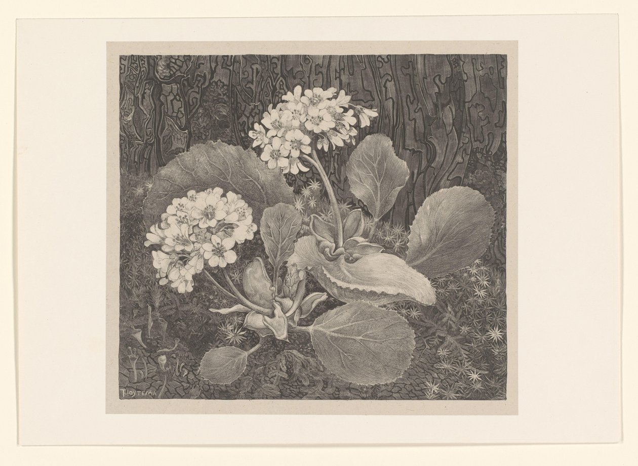 Primrose i mosen Flower Studies (original serietittel) av Theo van Hoytema