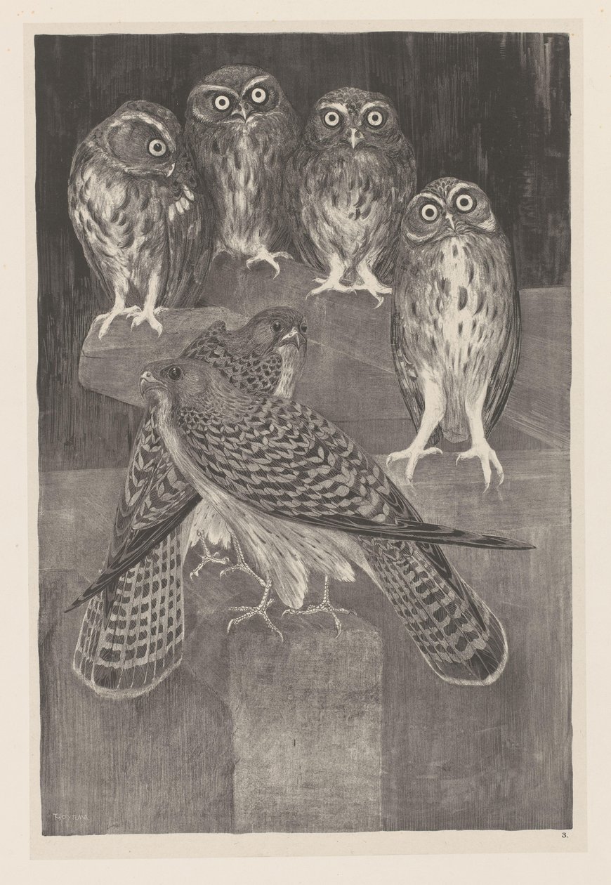 Fire små ugler og to tårnfalk Animal Studies (original serietittel) av Theo van Hoytema