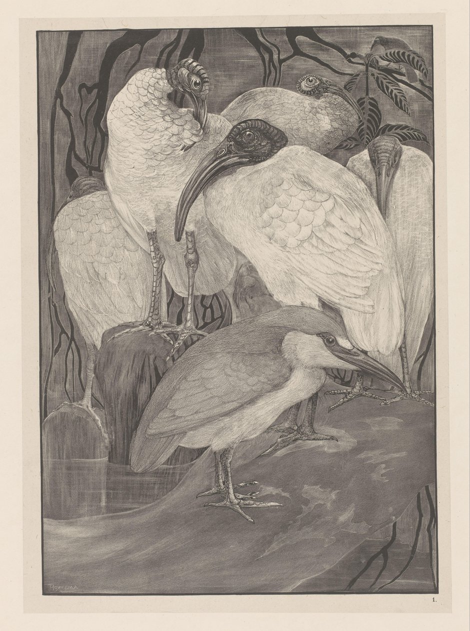 Fem ibiser og en natthegre Animal Studies (original serietittel) av Theo van Hoytema