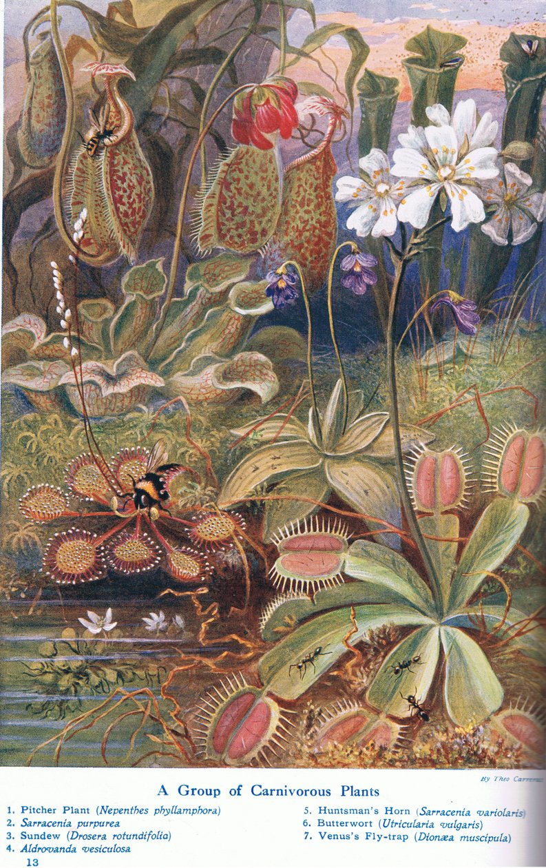 Carnivorous Plants, illustrasjon fra 