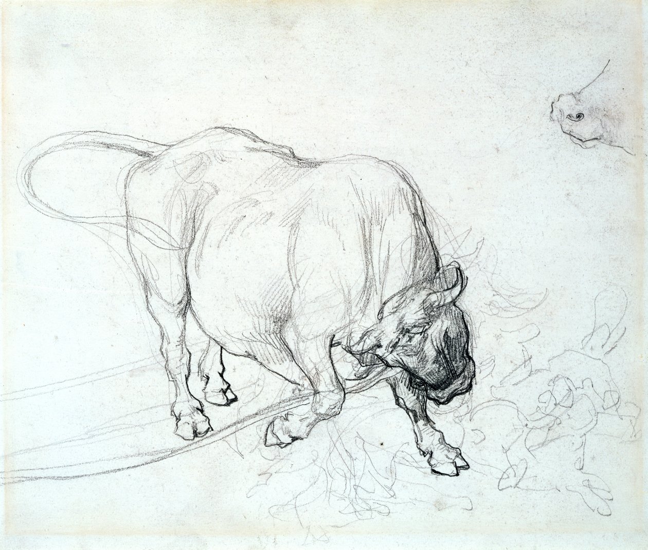 Studie av en okse av Theodore Gericault