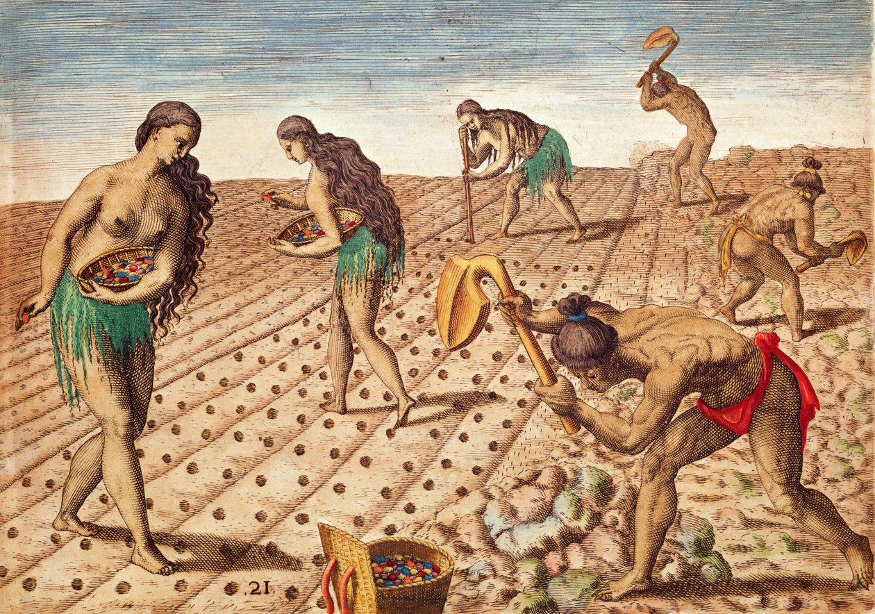 Brevis Narratio, kultur og såing av frø, 1563 (fargegravering) av Theodore de Bry