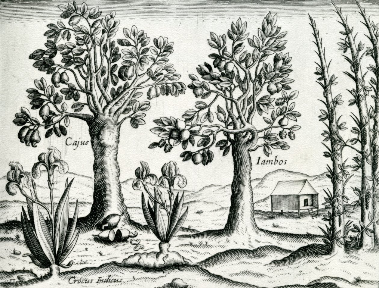 Landskap, illustrasjon fra 