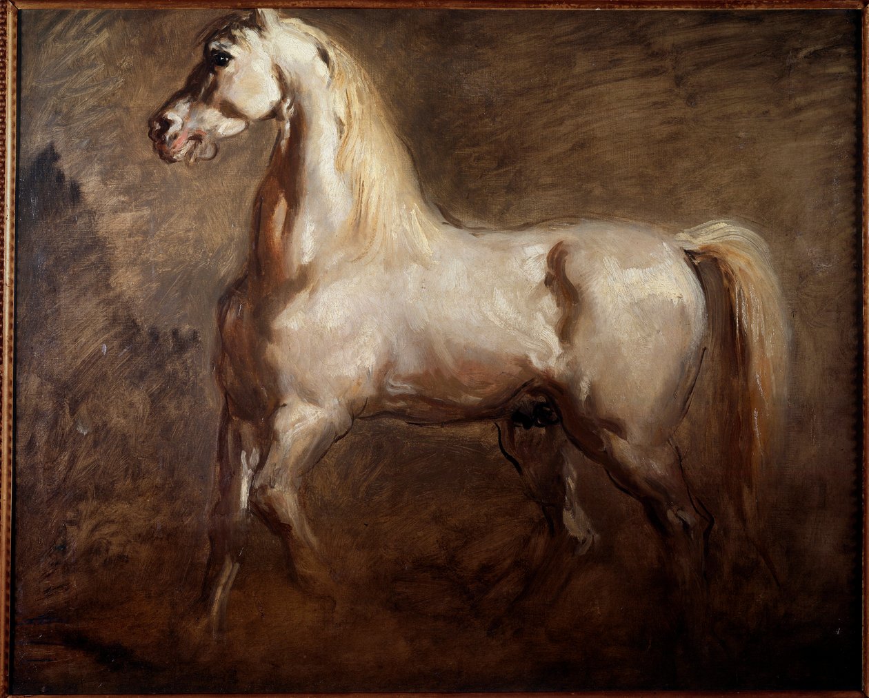 Studie av hvit hest i venstre profil Maleri av Theodore Chasseriau av Théodore Chassériau
