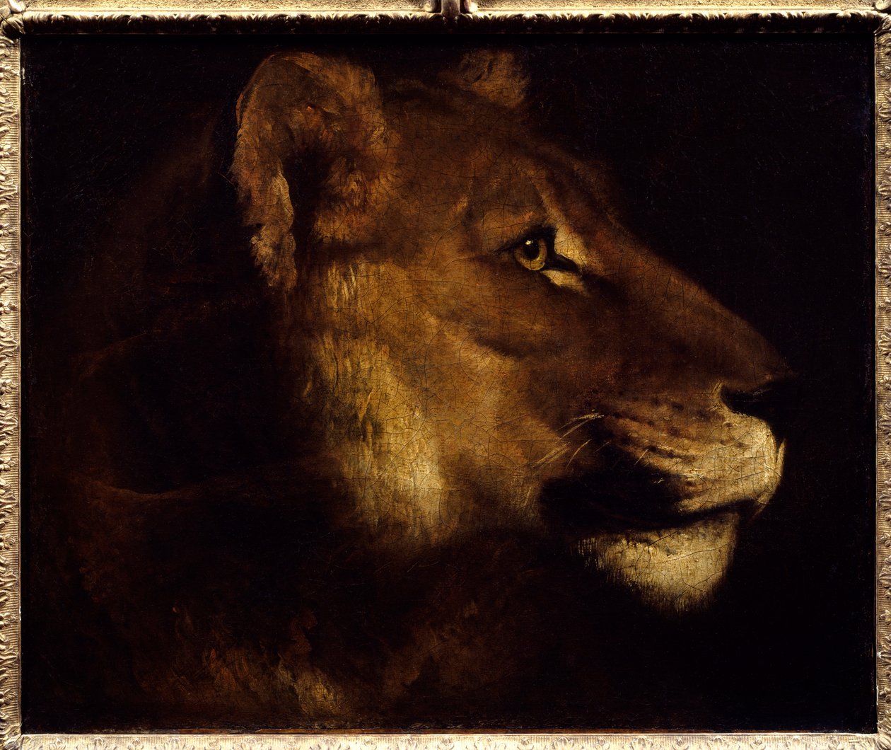 Løvinne-hodemaleri av Theodore Gericault (1791-1824) Søn fra 1800-tallet. 0,55x0,65 m Paris, Musée du Louvre. - Hodet for løvinne. Maleri av Theodore Gericault (1791-1824) av Theodore Gericault