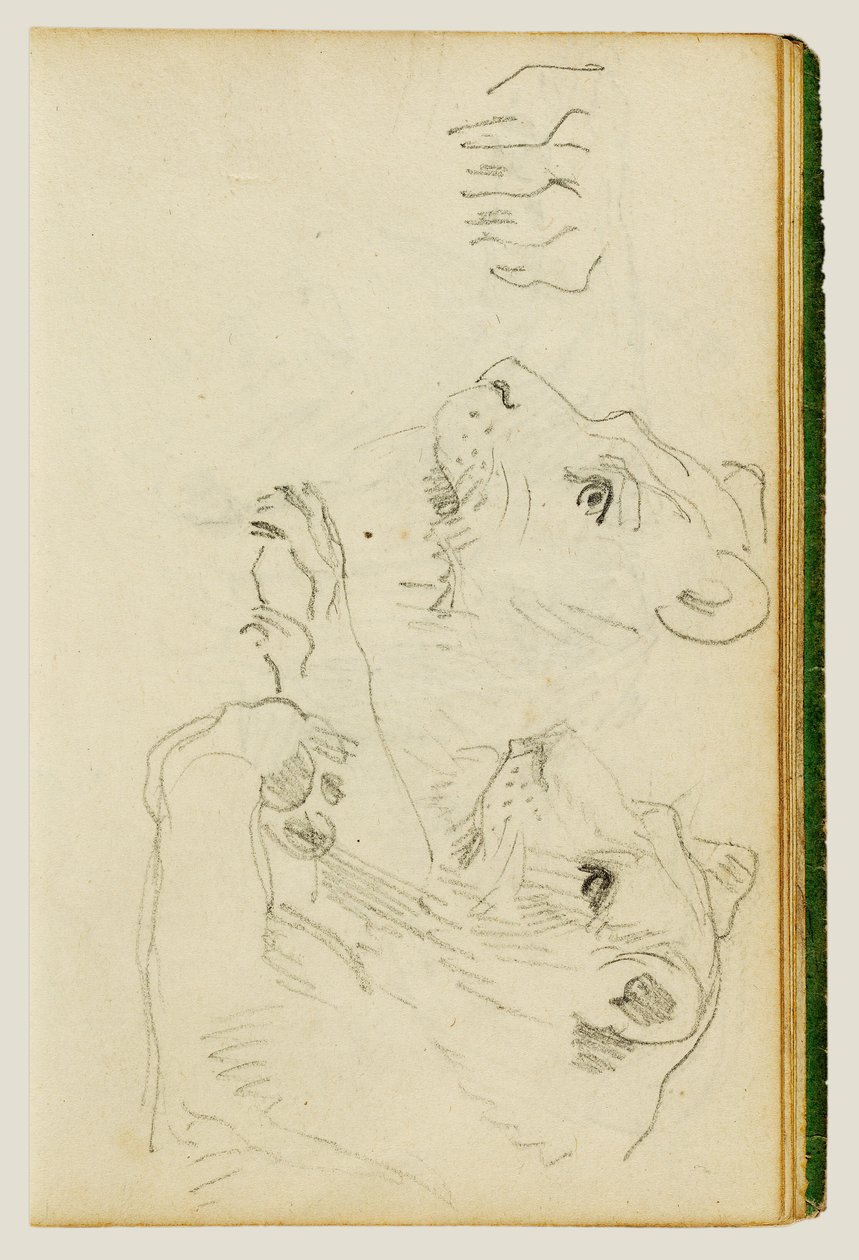 Studier av hodet og forbenene til en løvinne av Theodore Gericault
