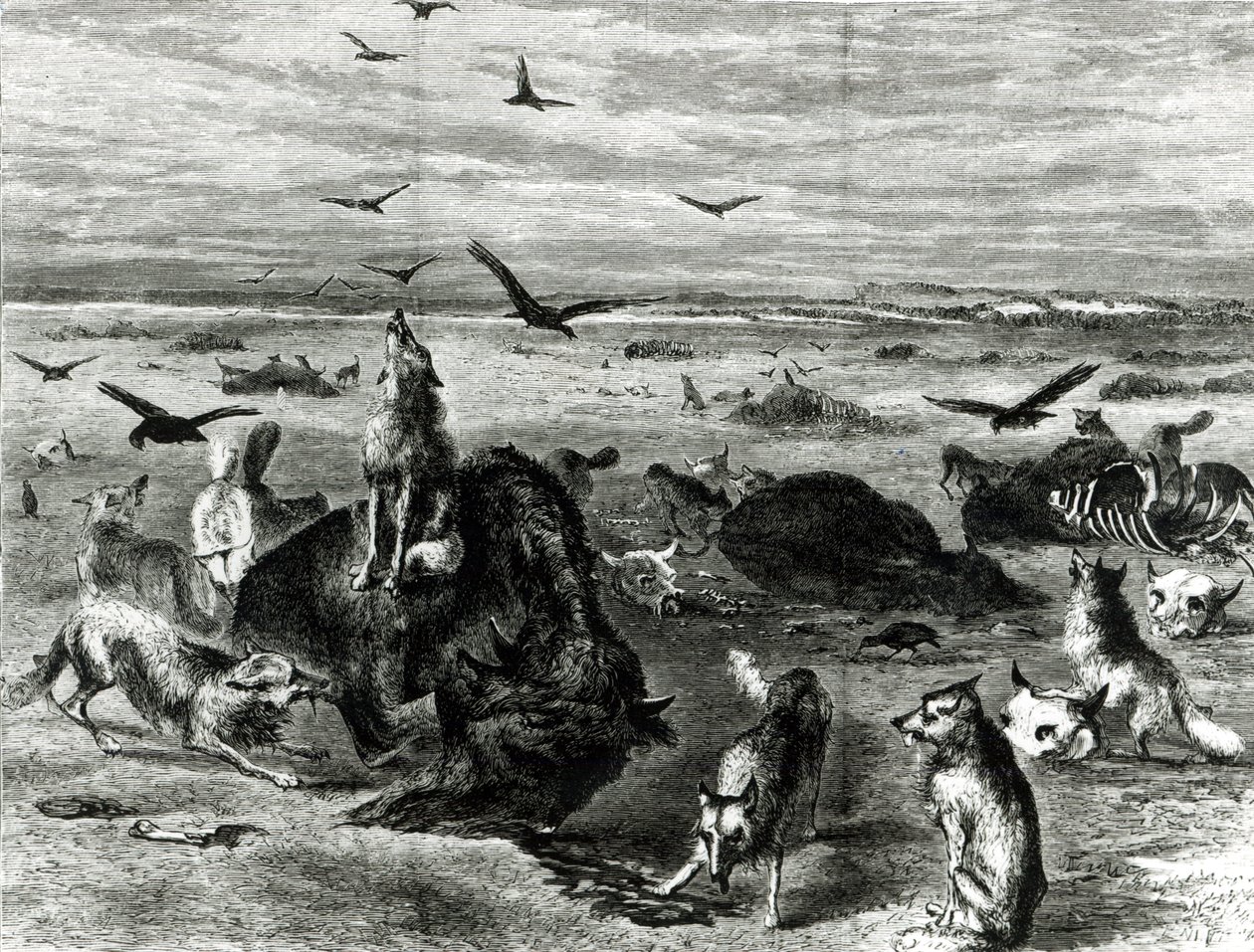 Slaughter of Buffaloes on the Plains, fra Harpers Weekly 1872 av Theodore Russell Davis