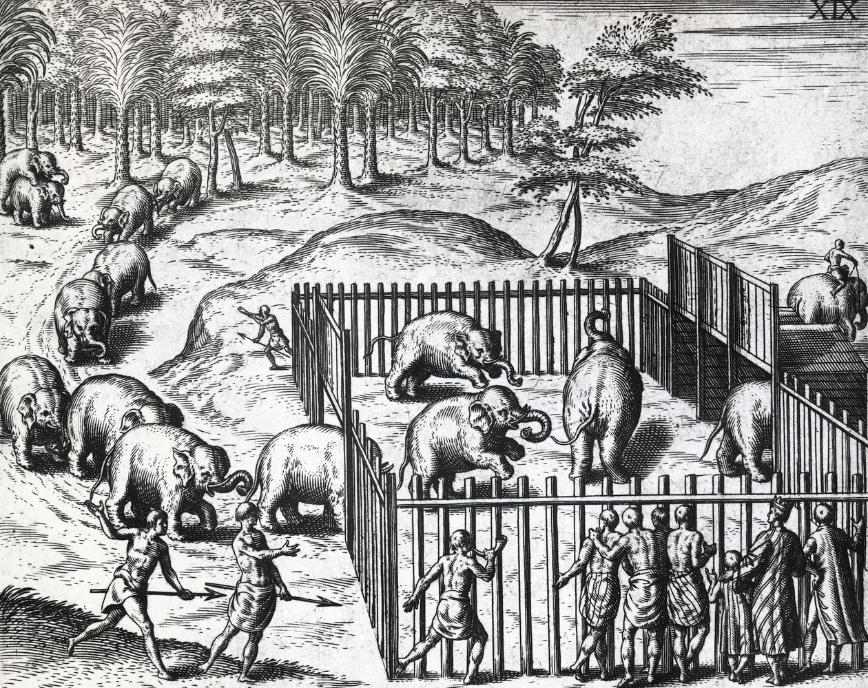 Elefantjakt i kongeriket Pegu, nå Myanmar, av Theodor de Bry (1528-1598), gravering av Theodore de Bry