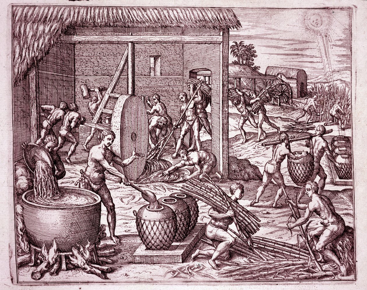 Amerikas historie: høsting av sukkerrør og sukkerproduksjon av indiske slaver som jobber for de spanske erobrerne (gravering av Theodore de Bry
