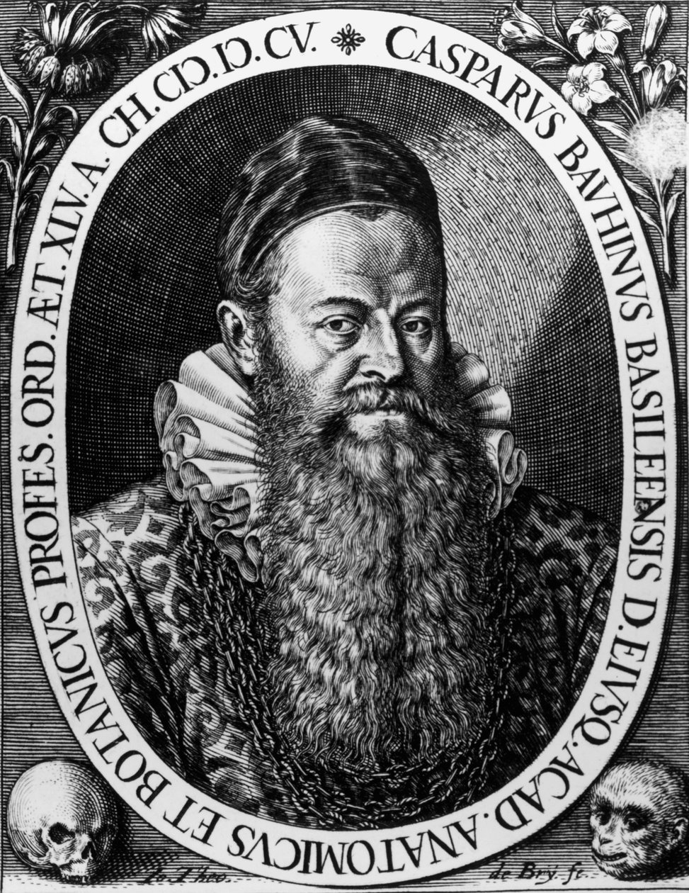 Portrait of Gaspard BAUHIN (1560-1624) Swiss Botanist Engraving by Theodore de Bry av Theodore de Bry