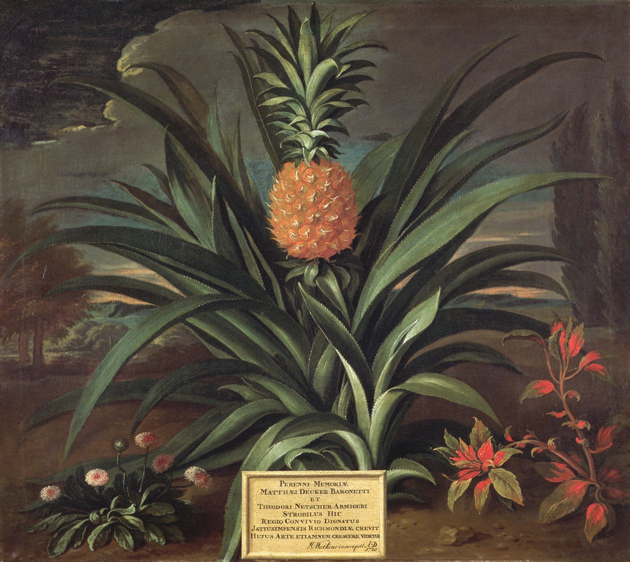 Ananas dyrket i Sir Matthew Decker's Garden, Richmond, Surrey, 1720 av Theodorus Netscher