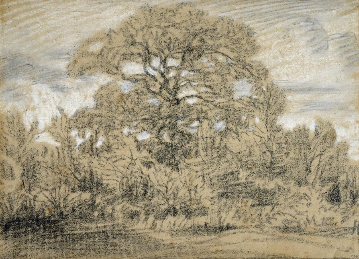 Studie av et eiketre av Pierre Etienne Theodore Rousseau