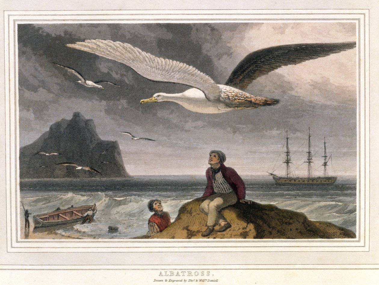 Albatross, pub. London 1810 (farget litografi) av Thomas und William Daniell