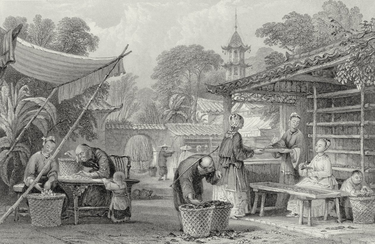 Fôring av silkeormer og sorteringskokonger, gravert av A. Willmore av Thomas Allom