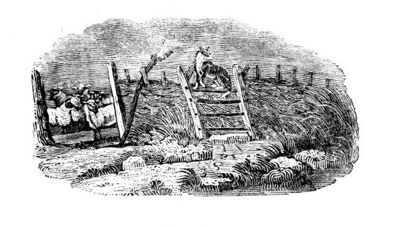 En sauehund og sauefold fra historien om britiske fugler og firbeinte av Thomas Bewick
