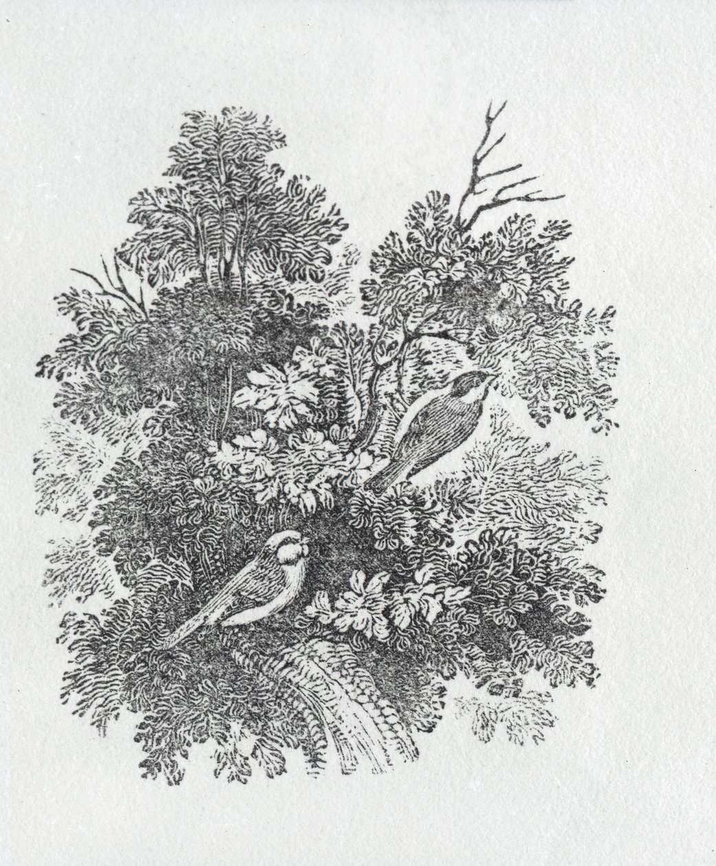 Langhalemeis fra History of British Birds and Quadrupeds av Thomas Bewick