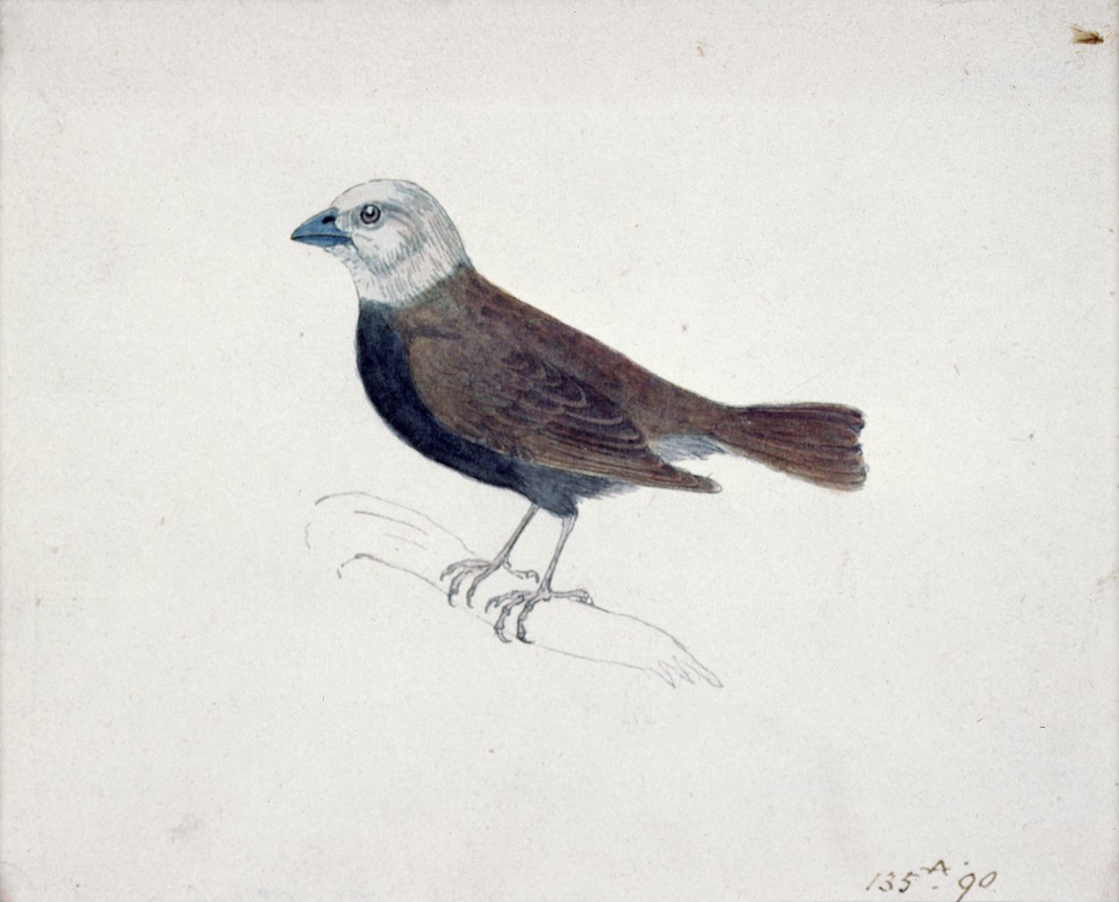 Malacca Crossbeak (tregravering) av Thomas Bewick