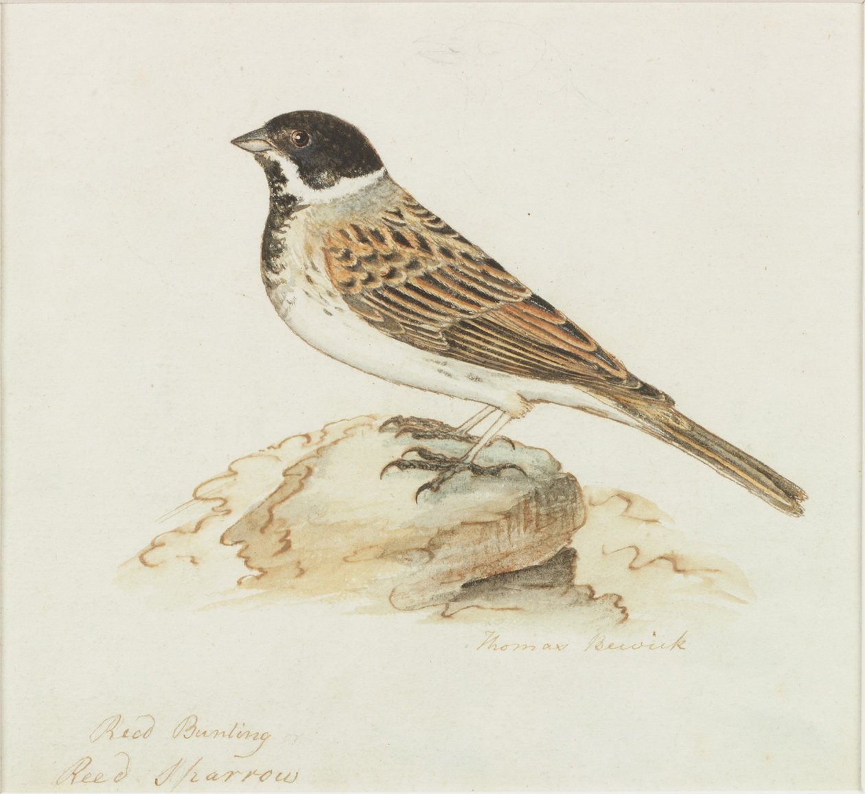 Rørspurven (kroppsfarge) av Thomas Bewick