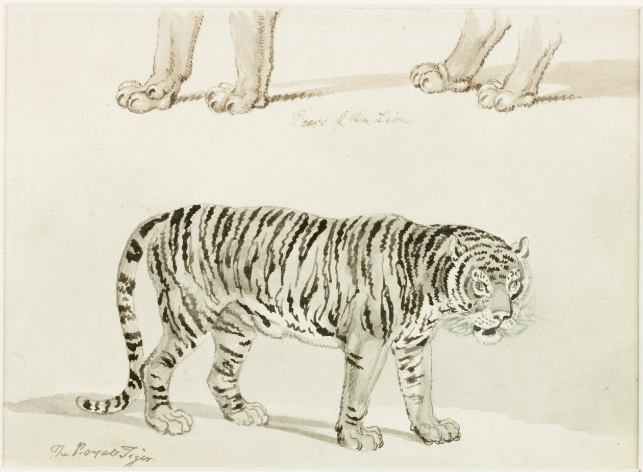 The Royal Tiger (blekk på papir) av Thomas Bewick