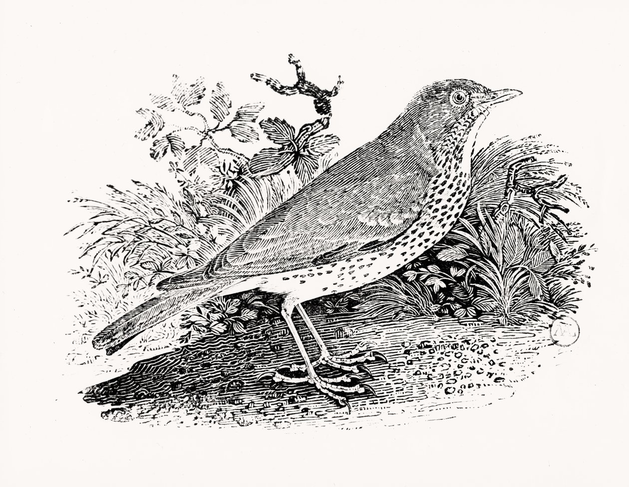 The Throstle Thrush fra History of British Birds and Quadrupeds av Thomas Bewick