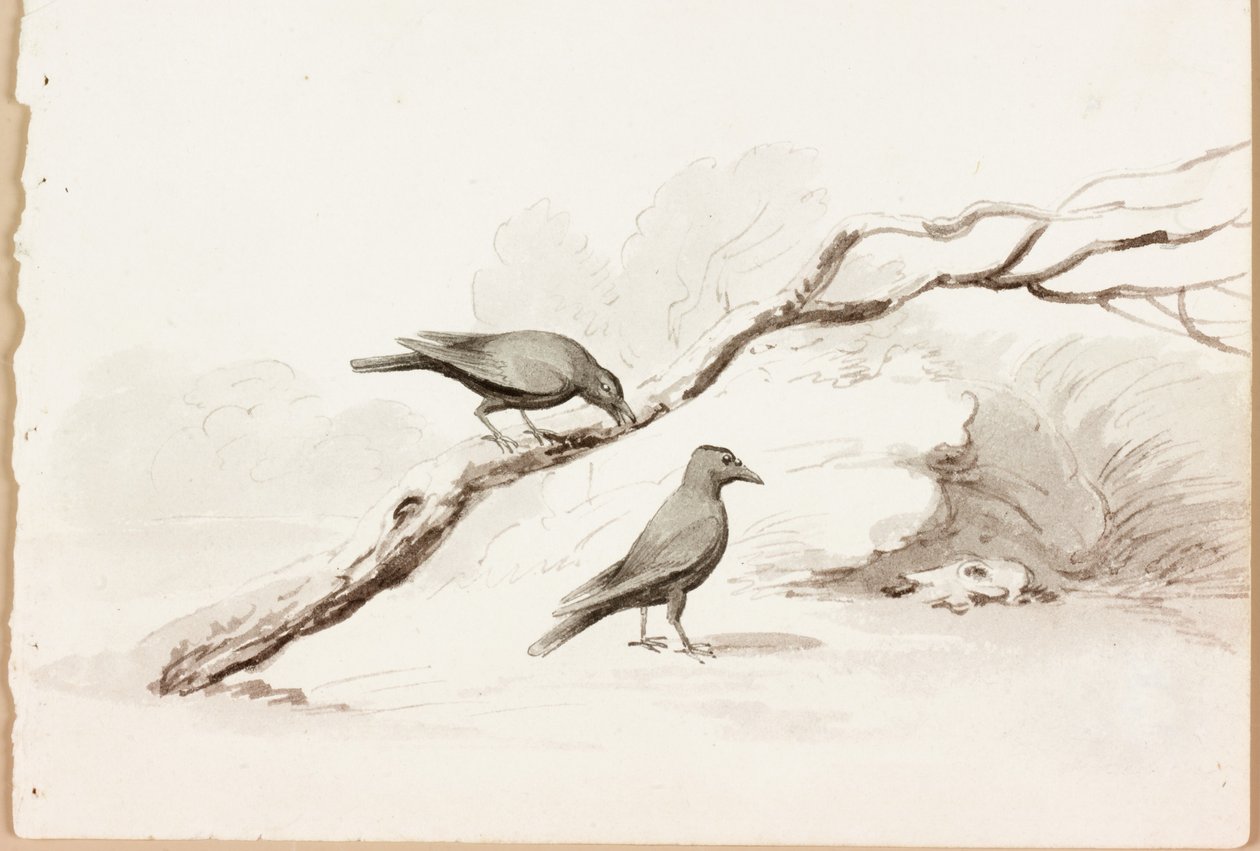 To svarte kråker (blekk på papir) av Thomas Bewick
