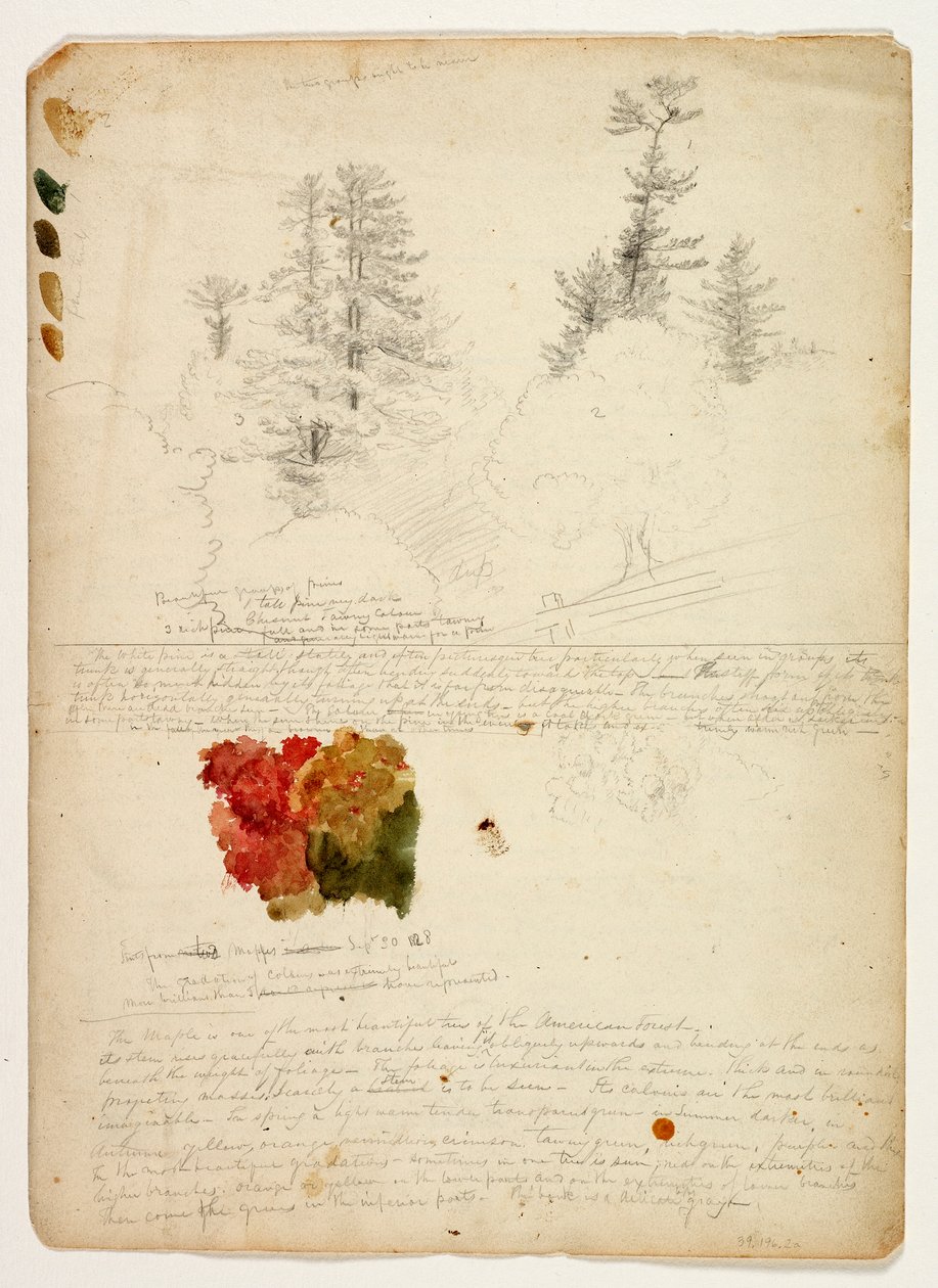 Vakre grupper av furutrær; Farger fra Maples, New Hampshire, 30. september 1828 (wc og grafittblyant på papir) av Thomas Cole