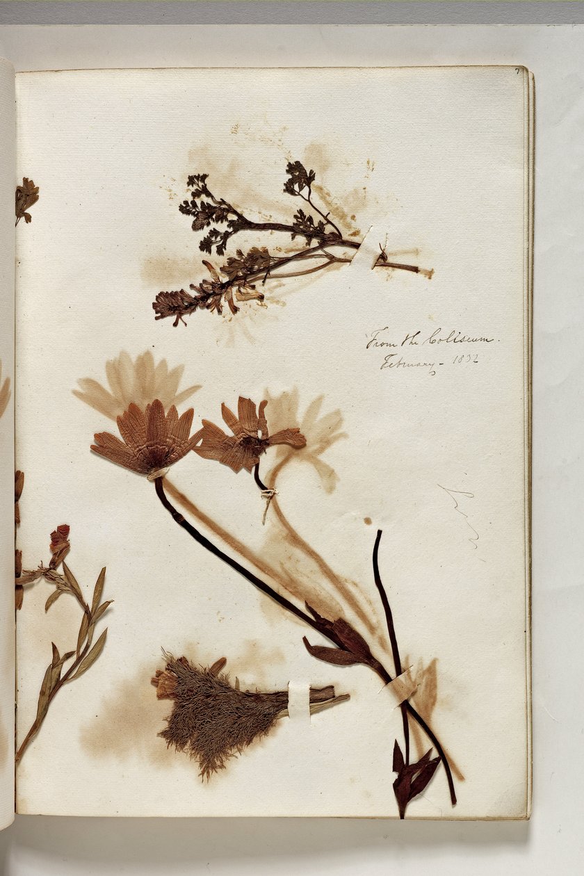 Planter fra Colosseum 1832, 1832 (penn og blekk med planteprøve på papir) av Thomas Cole