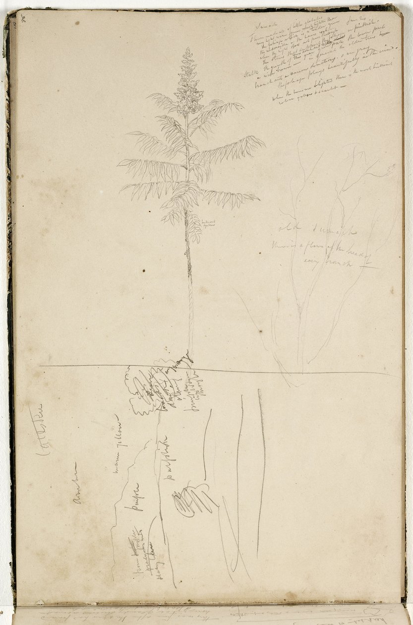Uten tittel, skisse av Catskill-landskap og studie av Sumack-treet, ca. 1832 (grafittblyant på off-white vevd papir) av Thomas Cole