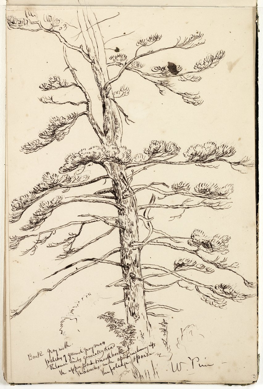 White Pine, ca. 1832 (penn og blekk over blyant på papir) av Thomas Cole