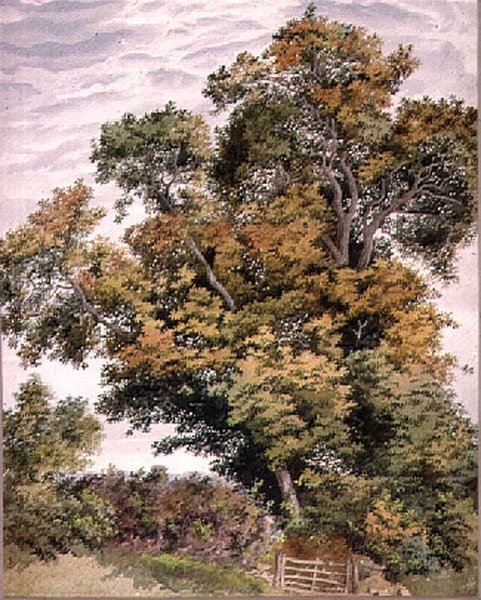 Studie av et eiketre, 1800-tallet av Thomas Collier