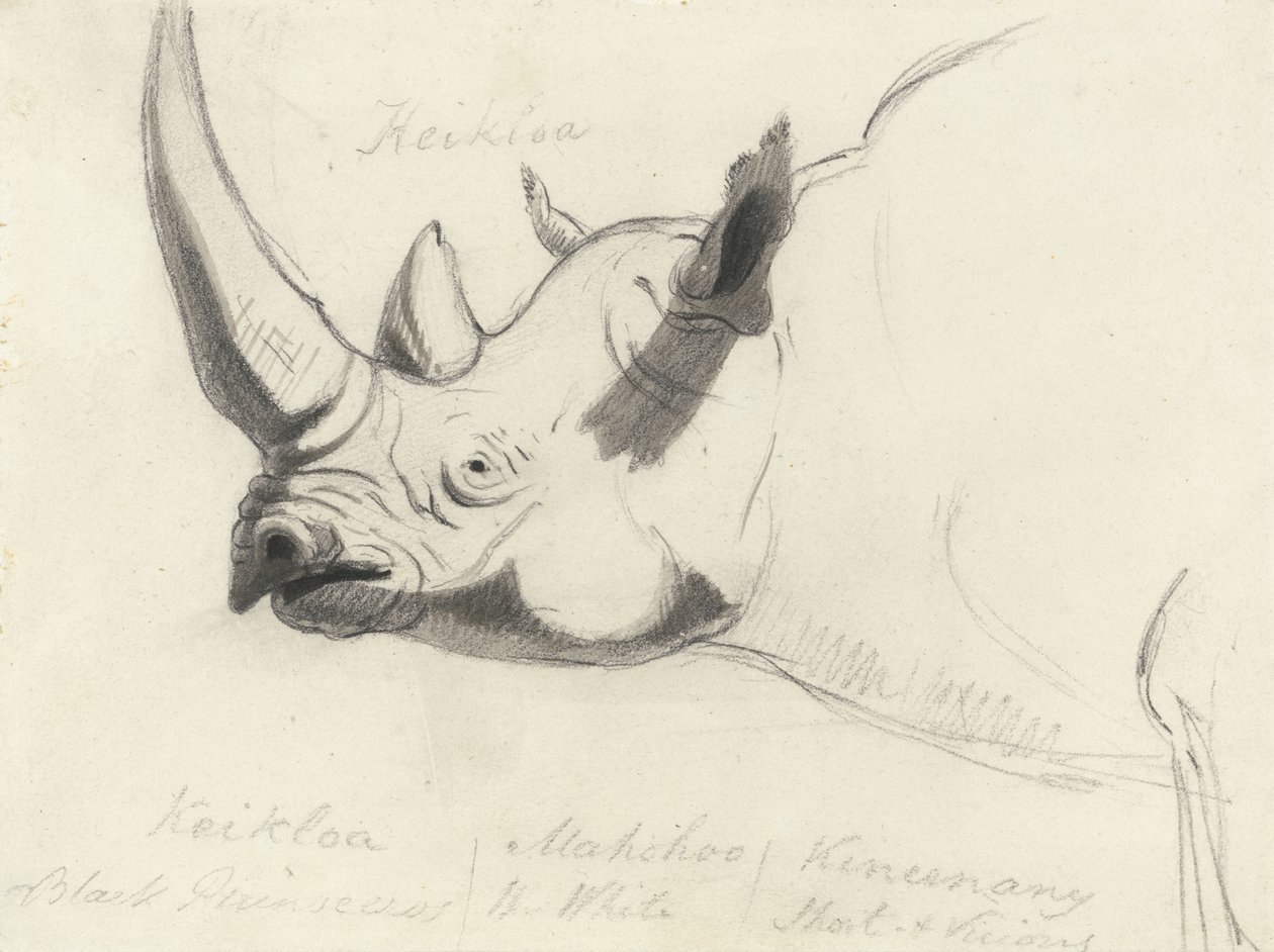 Et neshorn, hode og skuldre, vendt mot venstre (svart kritt og grå vask på papir) av Thomas Daniell