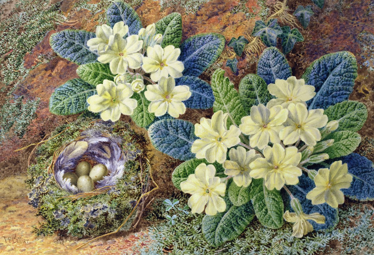 Primroser og et fuglereir (wc og gouache) av Thomas Collier